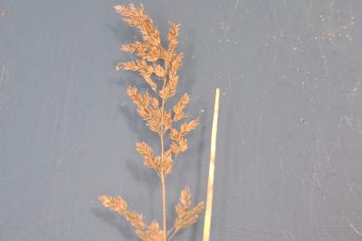 <i>Poa trivialis</i>