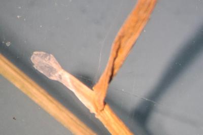 <i>Poa trivialis</i>