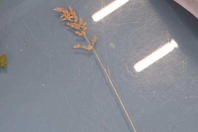 <i>Poa trivialis</i>