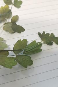 <i>Thalictrum flavum</i>