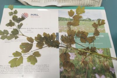 <i>Thalictrum flavum</i>