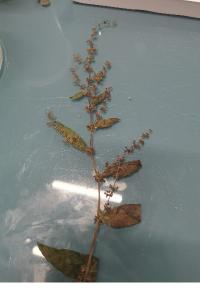 <i>Rumex conglomeratus</i>