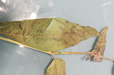 <i>Rumex conglomeratus</i>