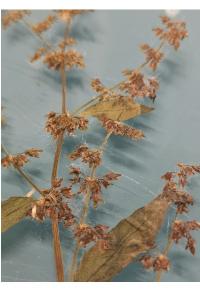 <i>Rumex conglomeratus</i>