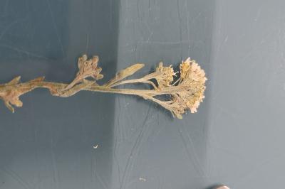 <i>Berteroa incana</i>