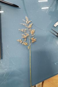 <i>Poa pratensis</i>