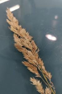<i>Calamagrostis epigejos</i>