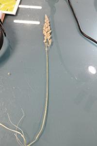 <i>Calamagrostis epigejos</i>