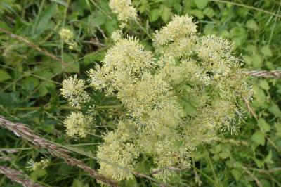 <i>Thalictrum flavum</i>