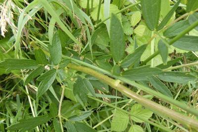 <i>Thalictrum flavum</i>