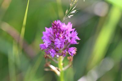 <i>Anacamptis pyramidalis</i>