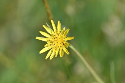<i>Tragopogon pratensis</i>