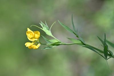 <i>Lathyrus pratensis</i>