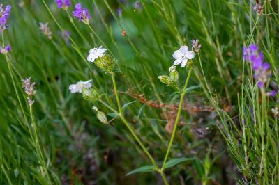 <i>Silene latifolia</i>