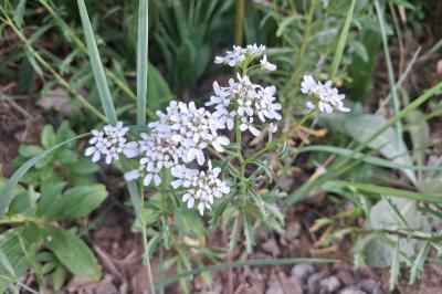 <i>Iberis amara</i>