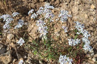 <i>Iberis amara</i>