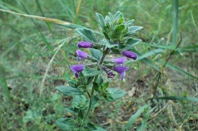 <i>Ziziphora acinos</i>