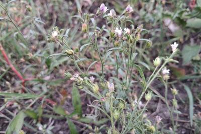 <i>Chaenorhinum minus</i>