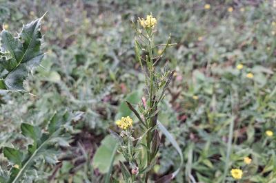 <i>Erysimum cheiranthoides</i>