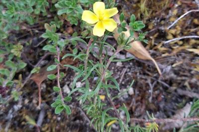 <i>Fumana procumbens</i>