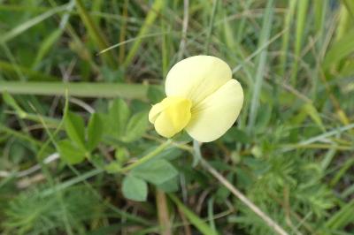 <i>Lotus maritimus</i>