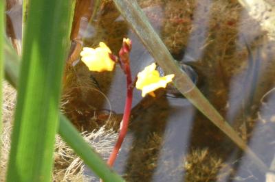 <i>Utricularia vulgaris</i>