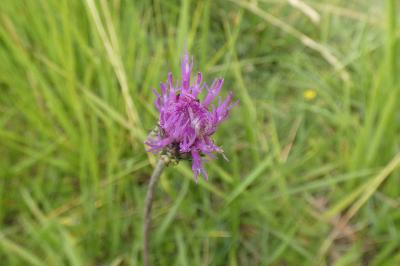 <i>Cirsium dissectum</i>