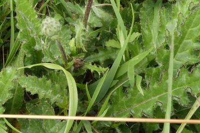 <i>Cirsium dissectum</i>