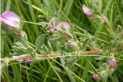 <i>Ononis spinosa</i>