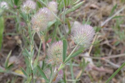<i>Trifolium arvense</i>