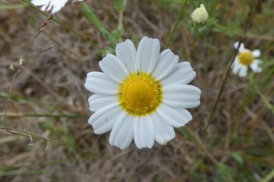 <i>Cladanthus mixtus</i>