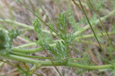 <i>Cladanthus mixtus</i>