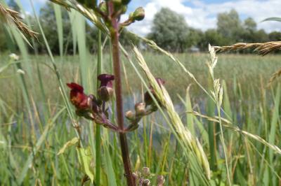 <i>Scrophularia auriculata</i>