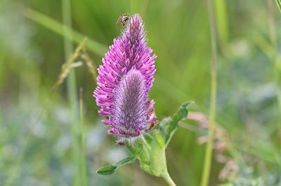 <i>Trifolium rubens</i>