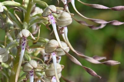 <i>Himantoglossum hircinum</i>
