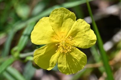 <i>Helianthemum nummularium</i>