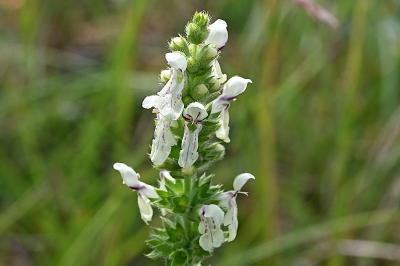 <i>Stachys recta</i>