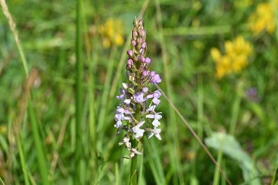 <i>Gymnadenia conopsea</i>