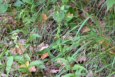 <i>Epipactis muelleri</i>