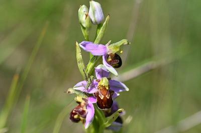 <i>Ophrys apifera</i>
