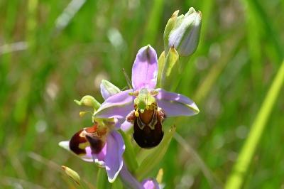 <i>Ophrys apifera</i>