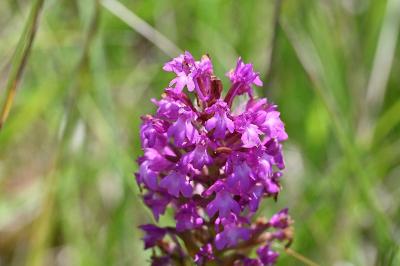 <i>Anacamptis pyramidalis</i>