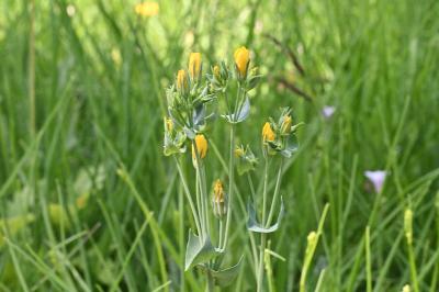 <i>Blackstonia perfoliata</i>