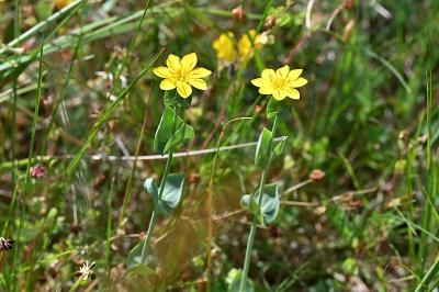 <i>Blackstonia perfoliata</i>