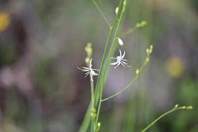 <i>Anthericum ramosum</i>
