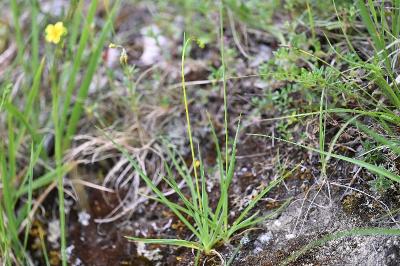 <i>Anthericum ramosum</i>