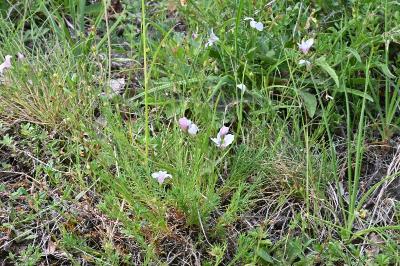 <i>Linum appressum</i>