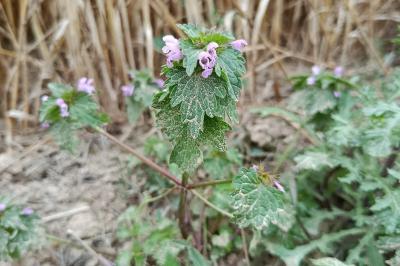 <i>Lamium hybridum</i>