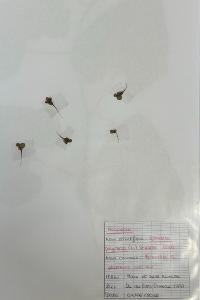 <i>Spirodela polyrhiza</i>