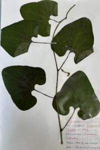 <i>Aristolochia clematitis</i>